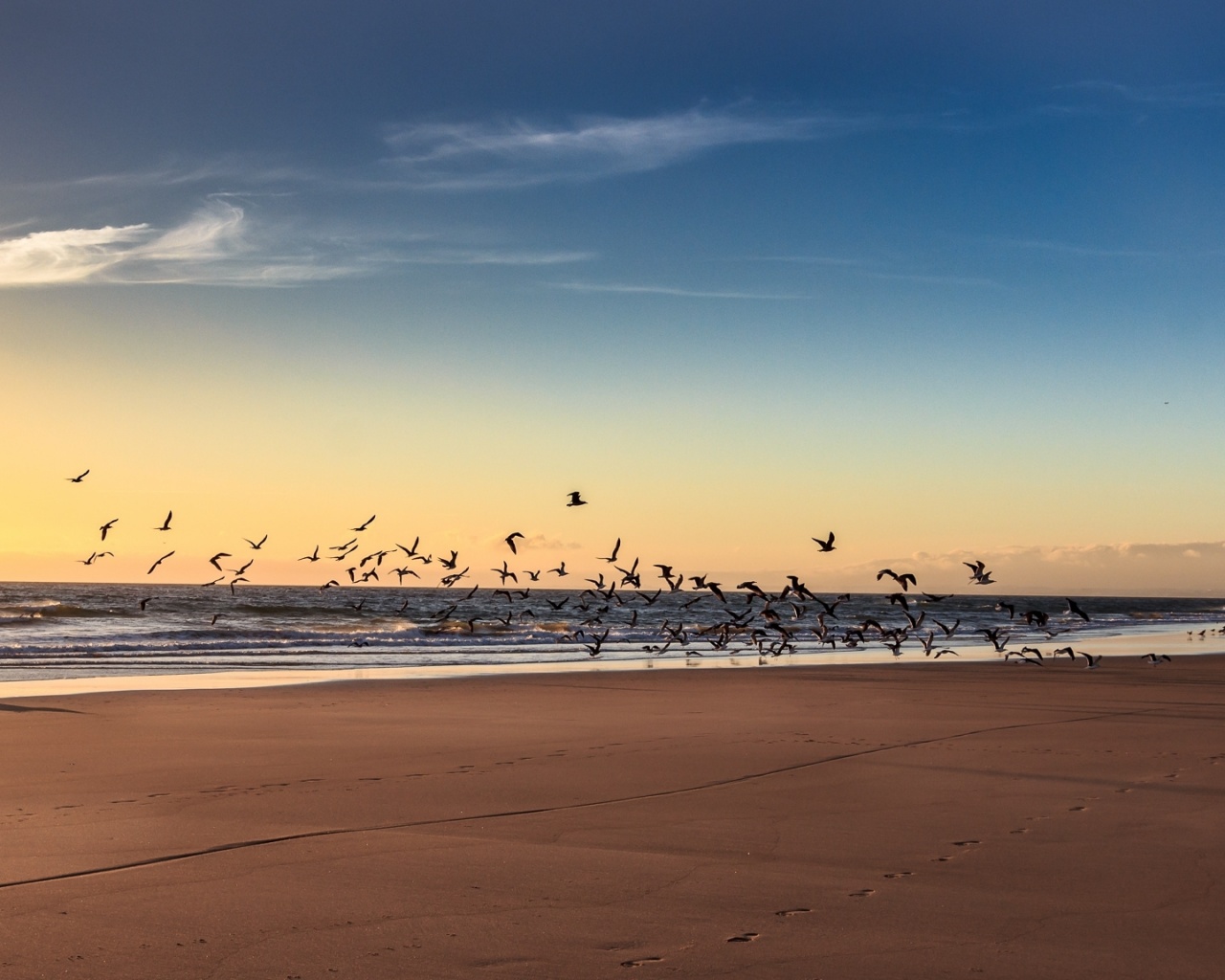 Стая птиц на пляже обои