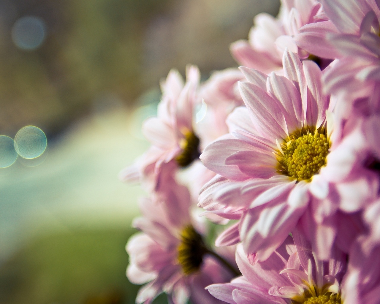 Розовые цветы обои