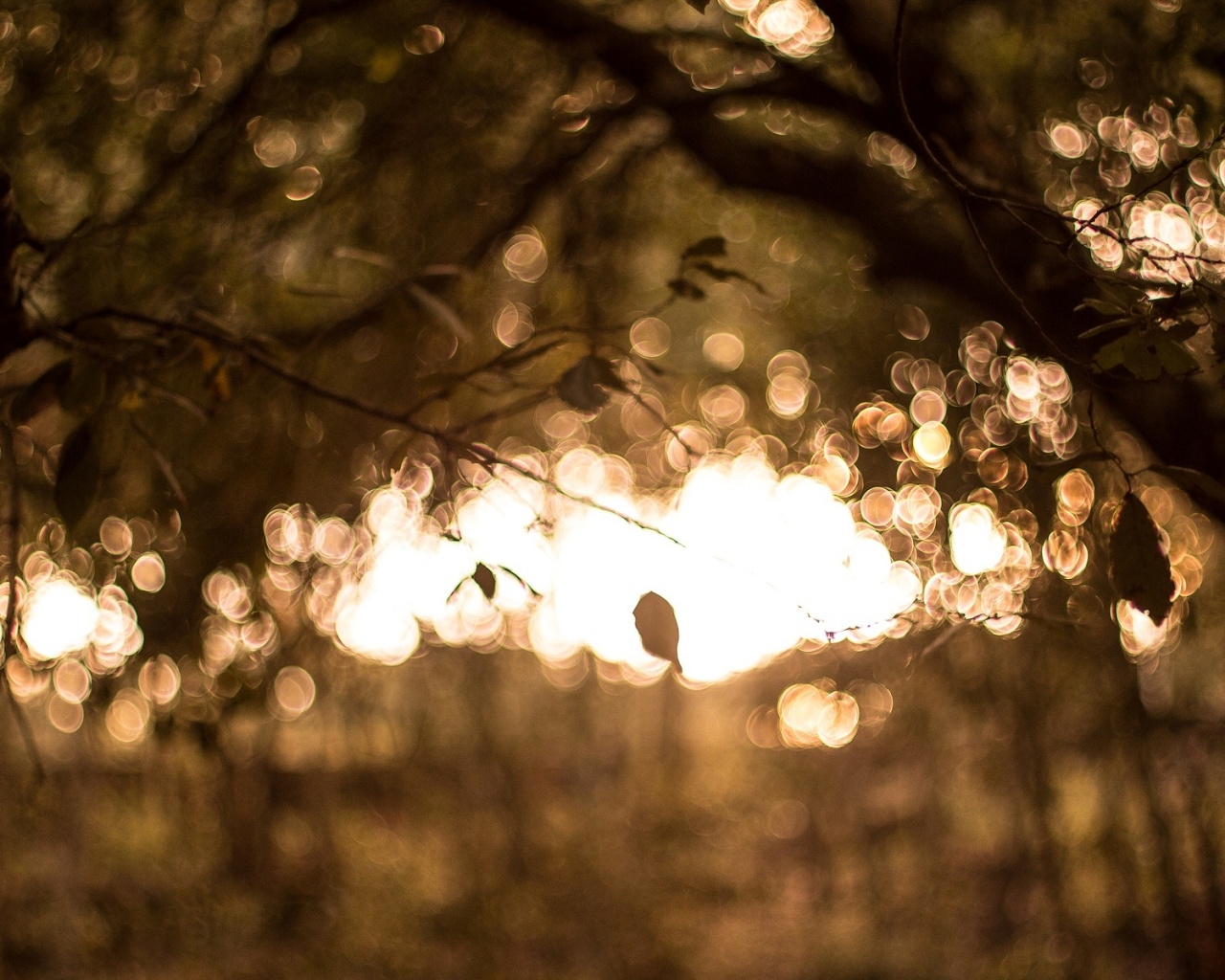 Размытый свет в парке обои