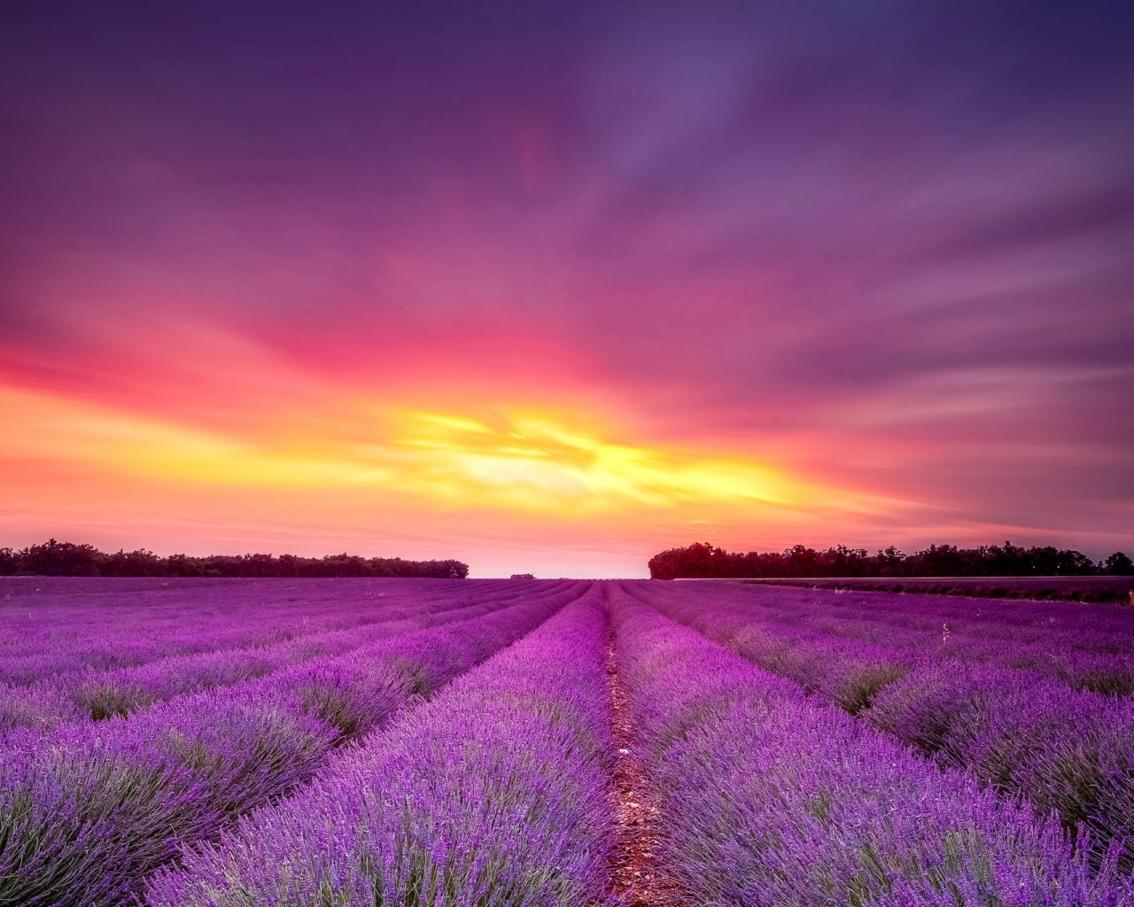 Поле фиолетовых цветов на закате обои