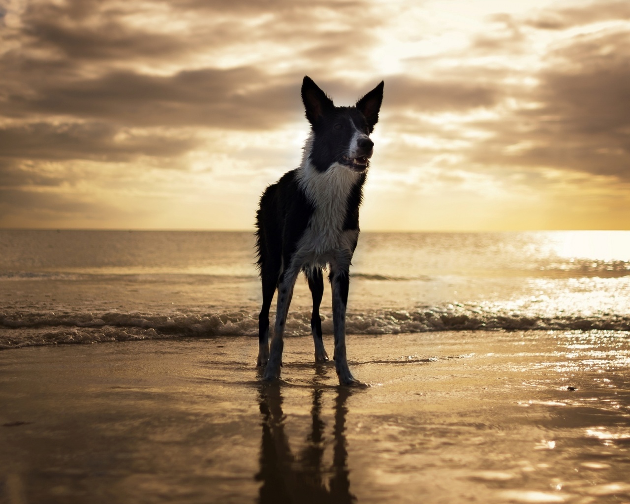 Собачка на пляже обои