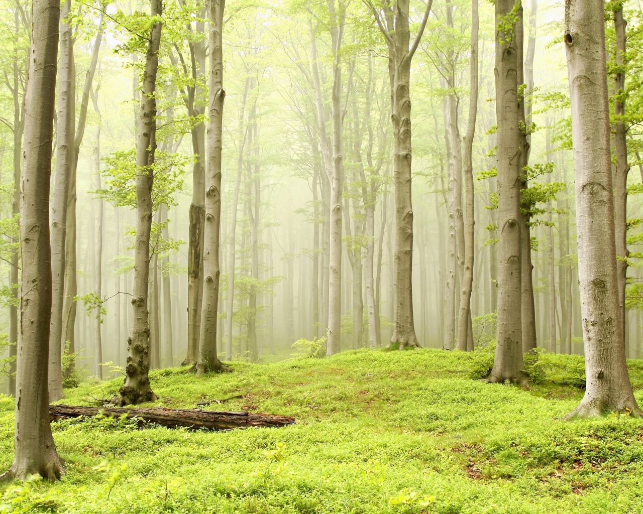 Опушка осинового леса обои