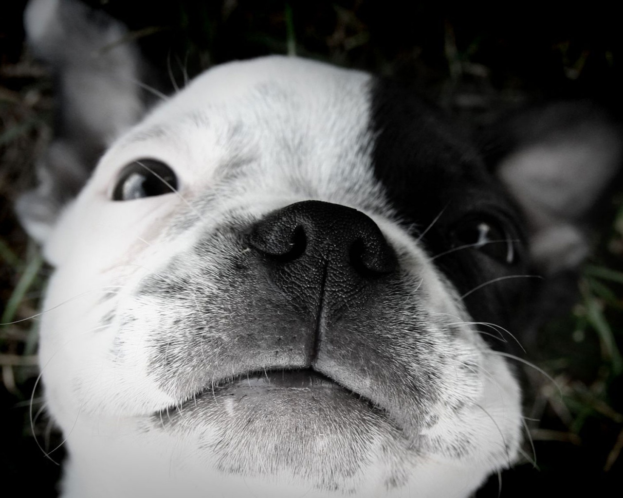 Бостонский терьер обои