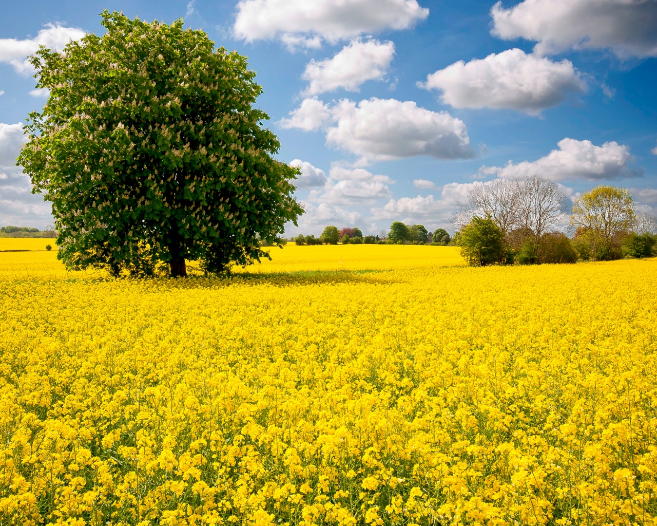 Каштан на цветочном поле обои