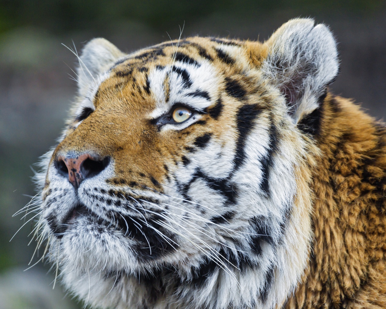 Амурский тигр обои