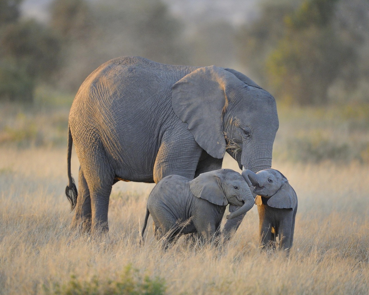 Слоны в национальном парке обои