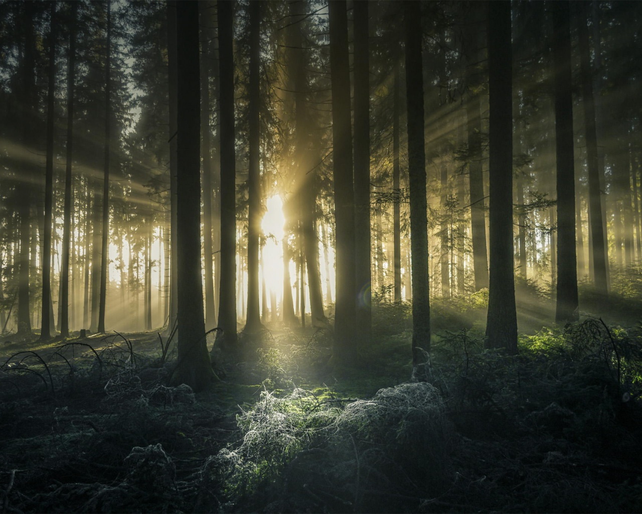 Свет пробивается сквозь стволы деревьев обои