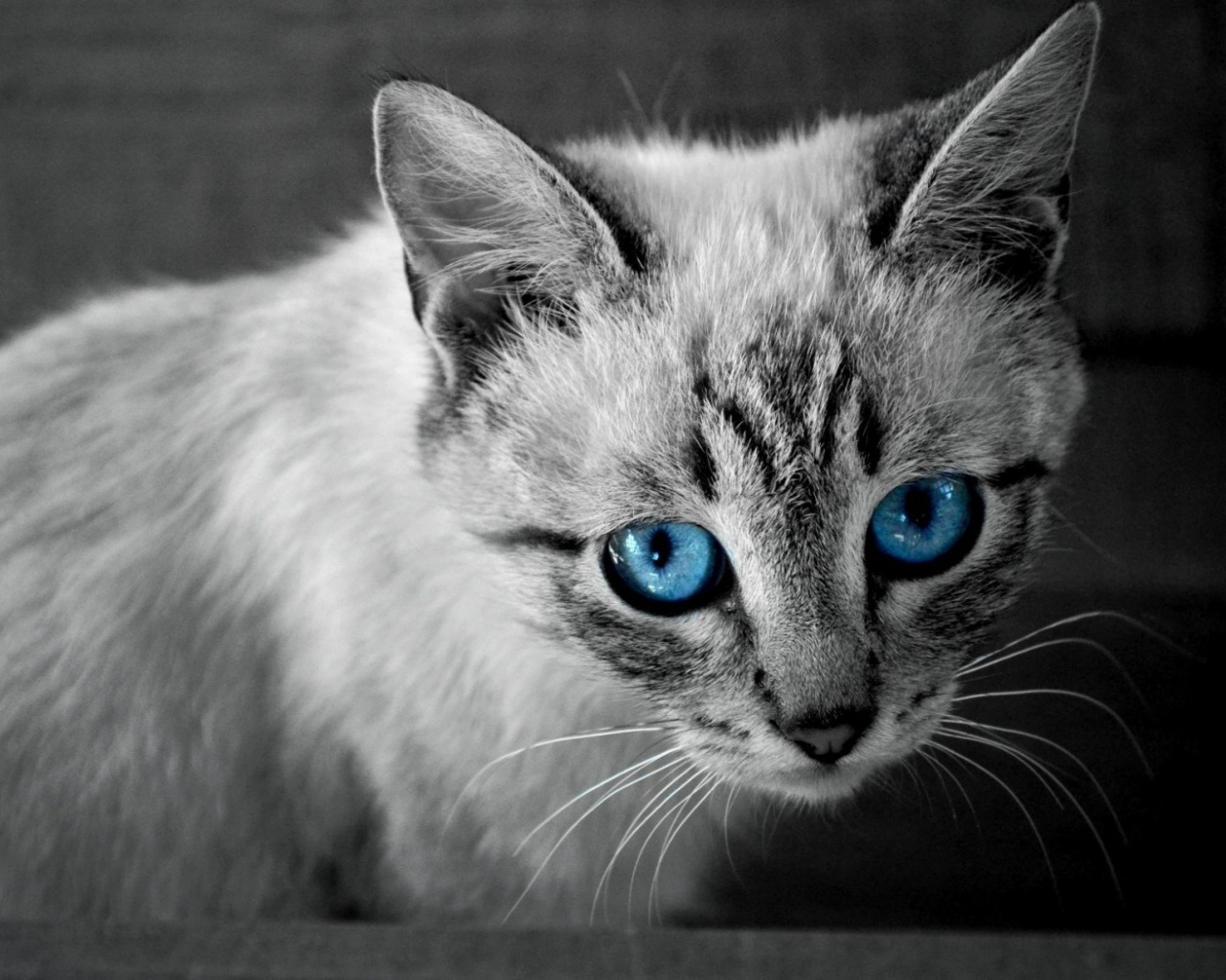 Котенок с синими глазами обои