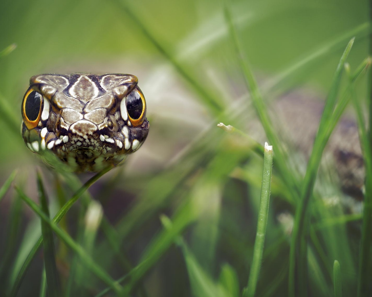 Змея в траве обои