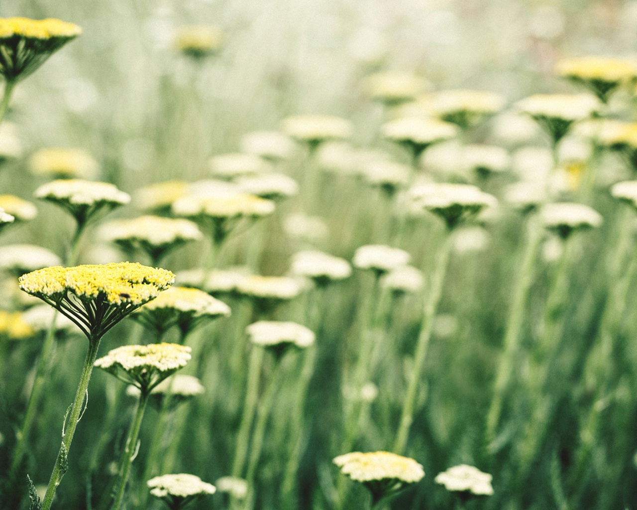 Солнцепоклонник обои