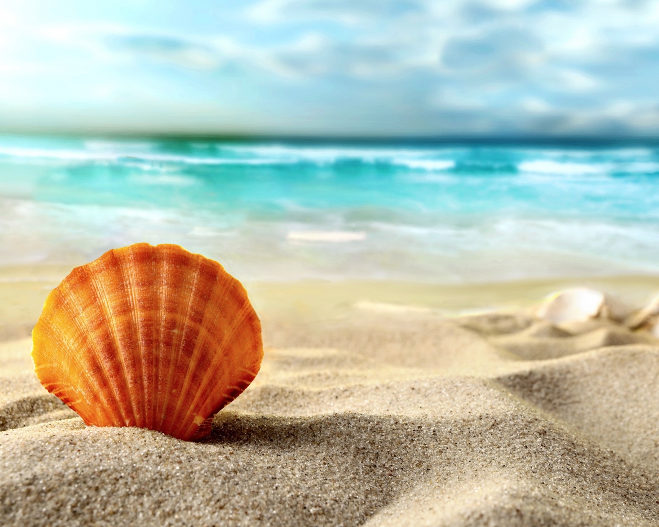 Раковина на летнем бережке обои