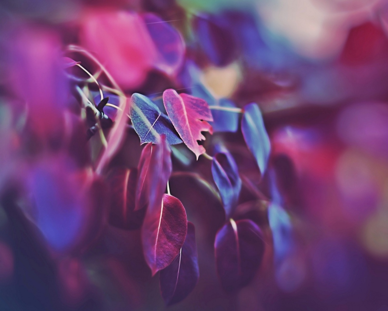 Фиолетовые листья обои