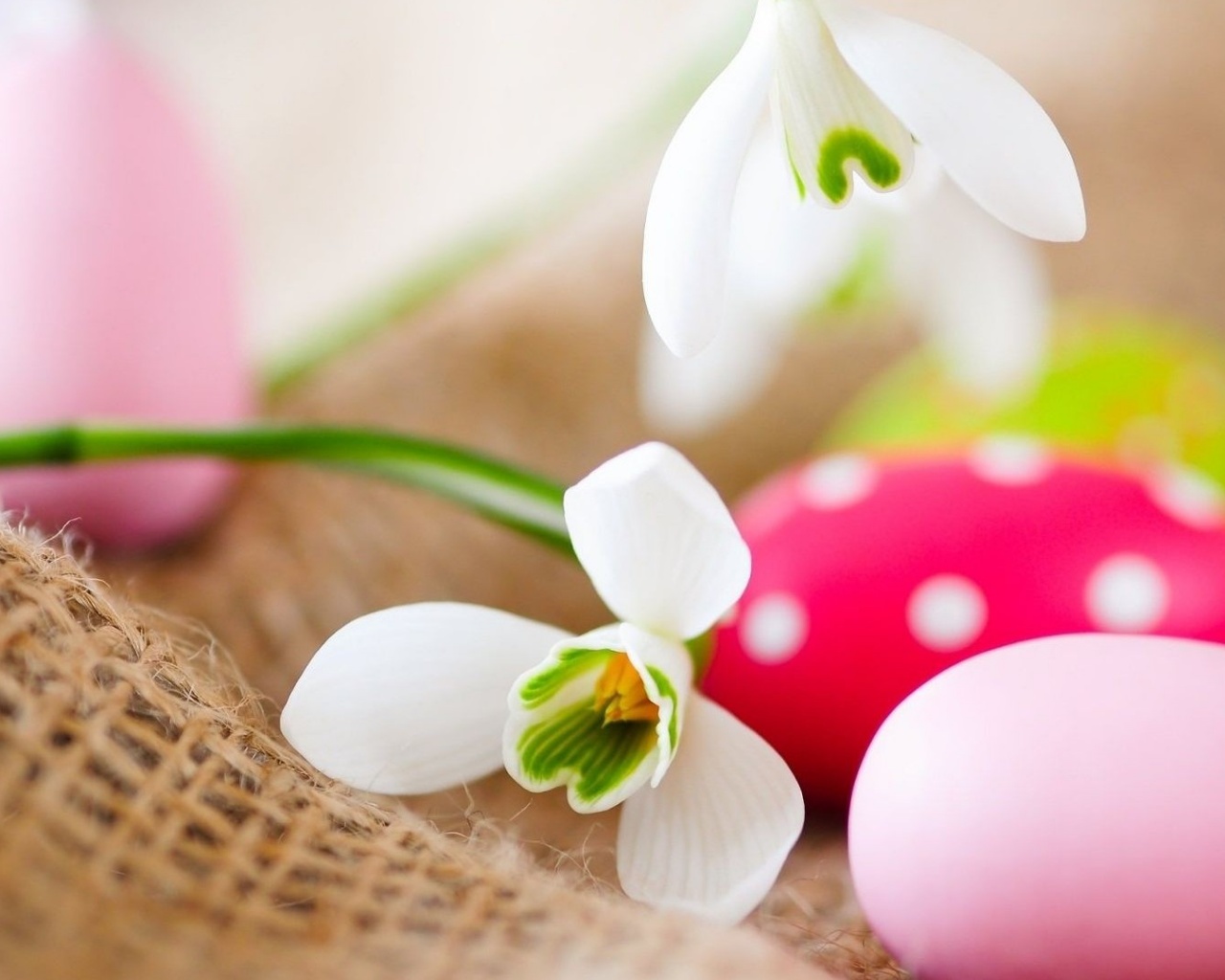Белый цветок и яйца обои