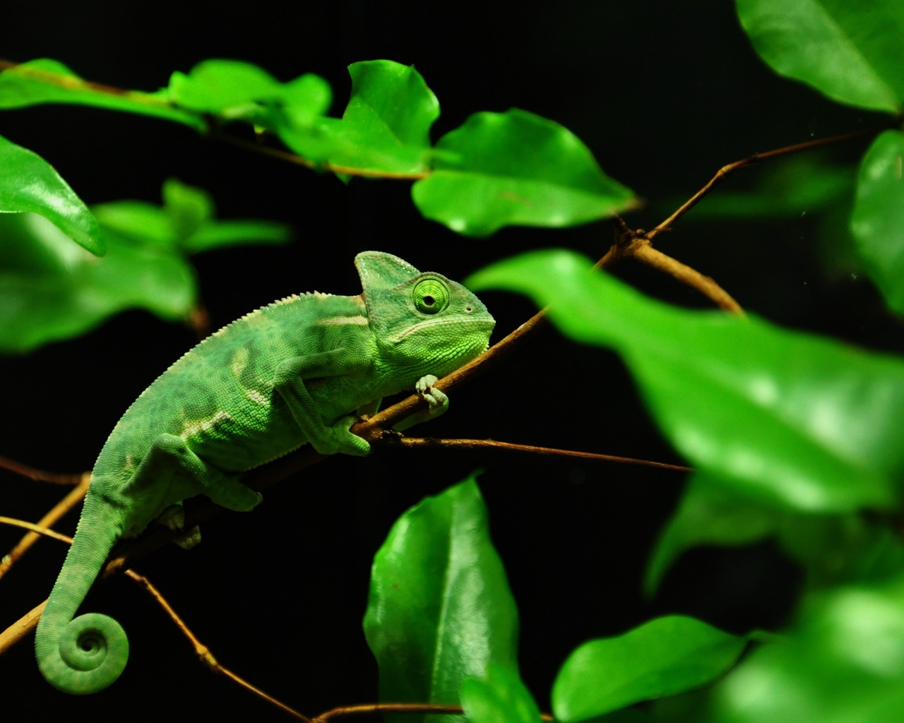 Хамелеон в листве обои