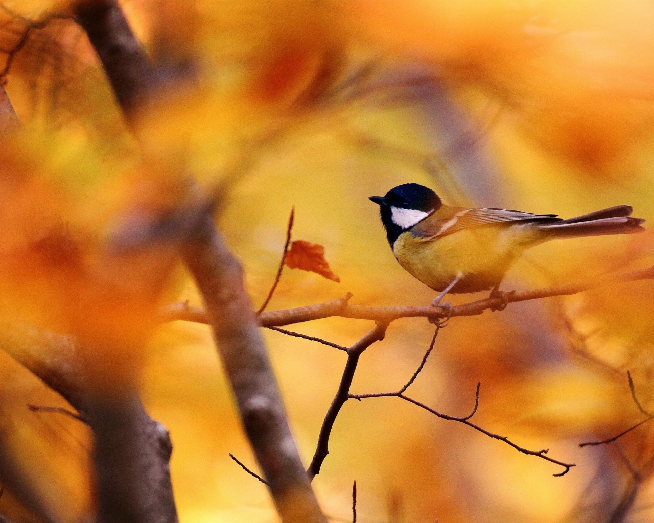 Синичка в желтой листве обои