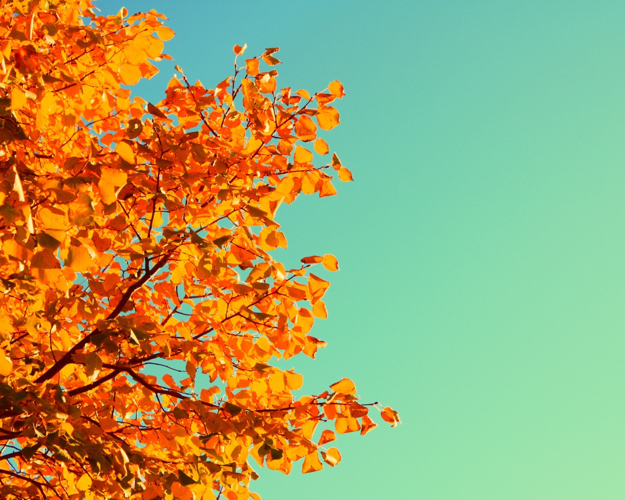 Ветви с пожелтевшими листьями на фоне неба обои