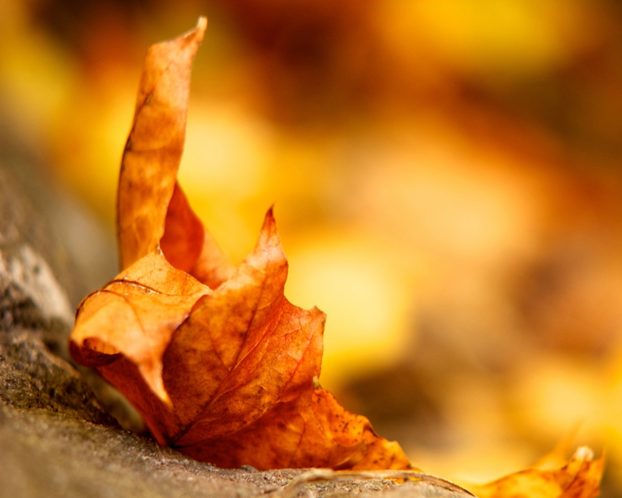 Пламенеющий осенний лист обои