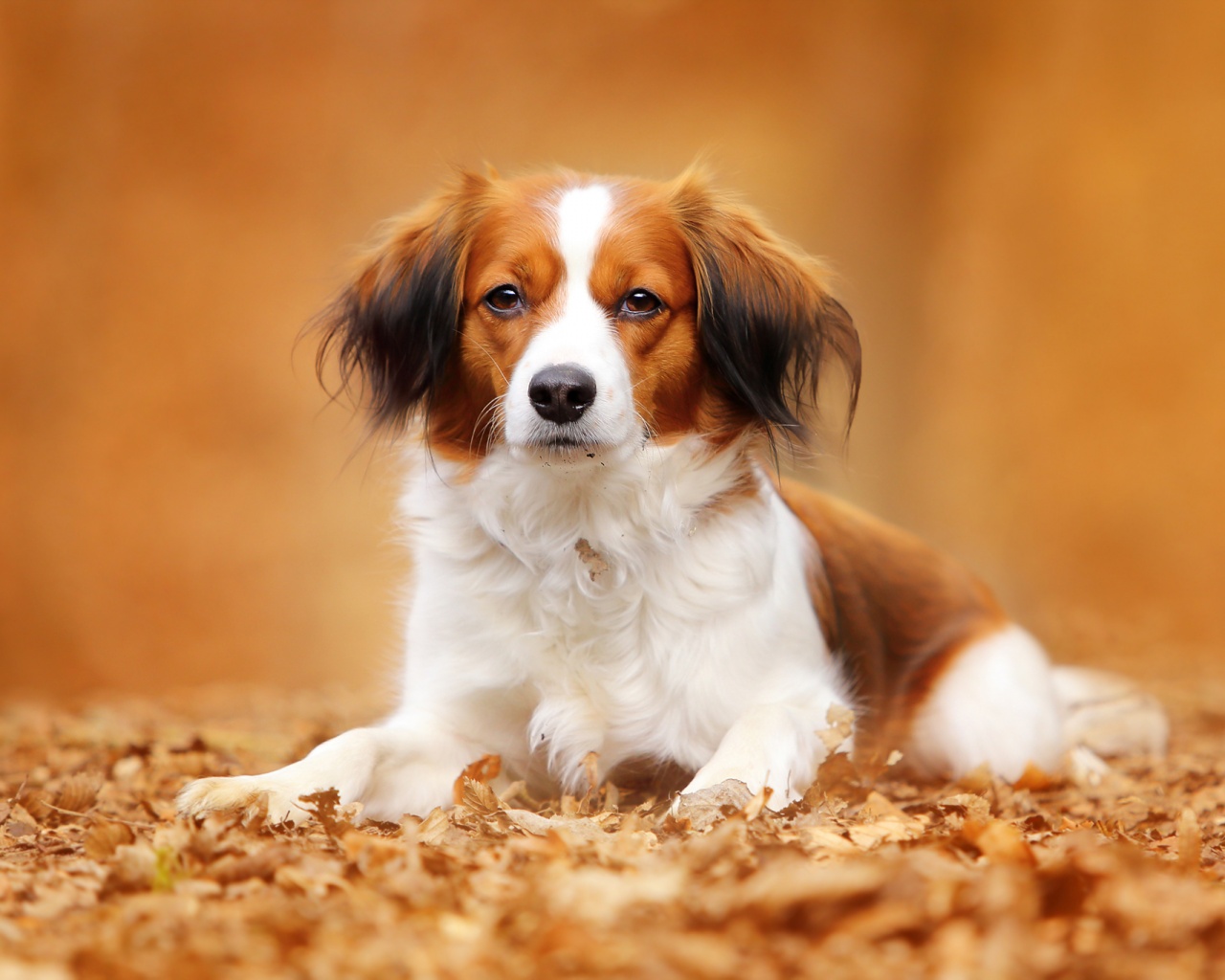 Собака на ковре из осенних листьев обои