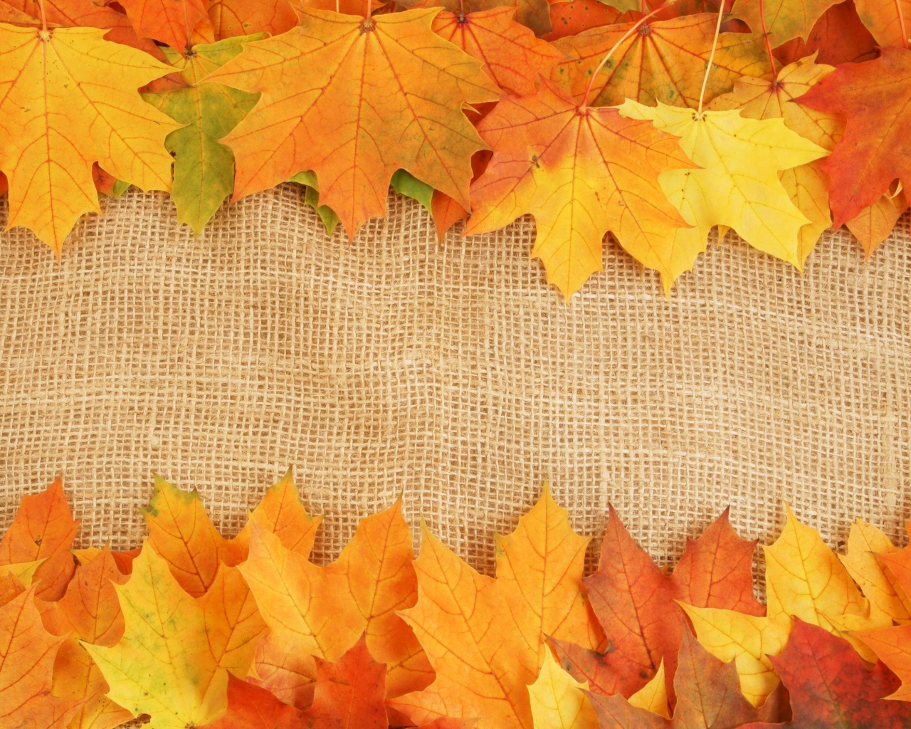 Желтые кленовые листья на холсте обои