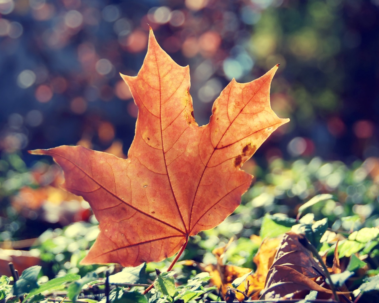 Желтый кленовый лист обои