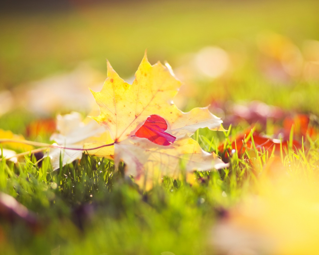 Листик в форме сердца обои