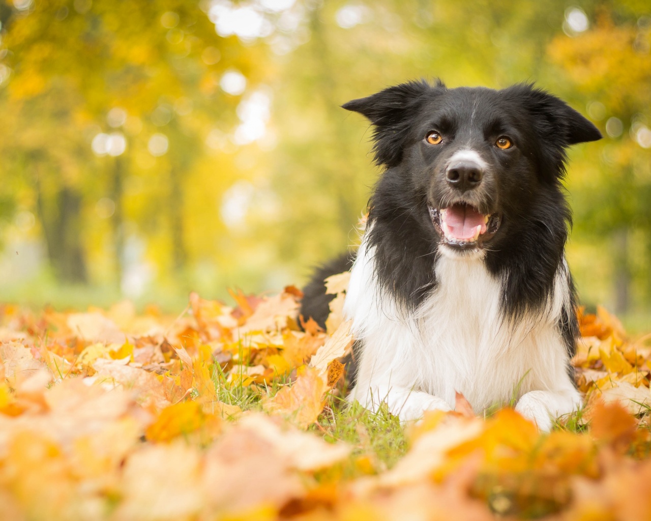 Пес среди листвы обои
