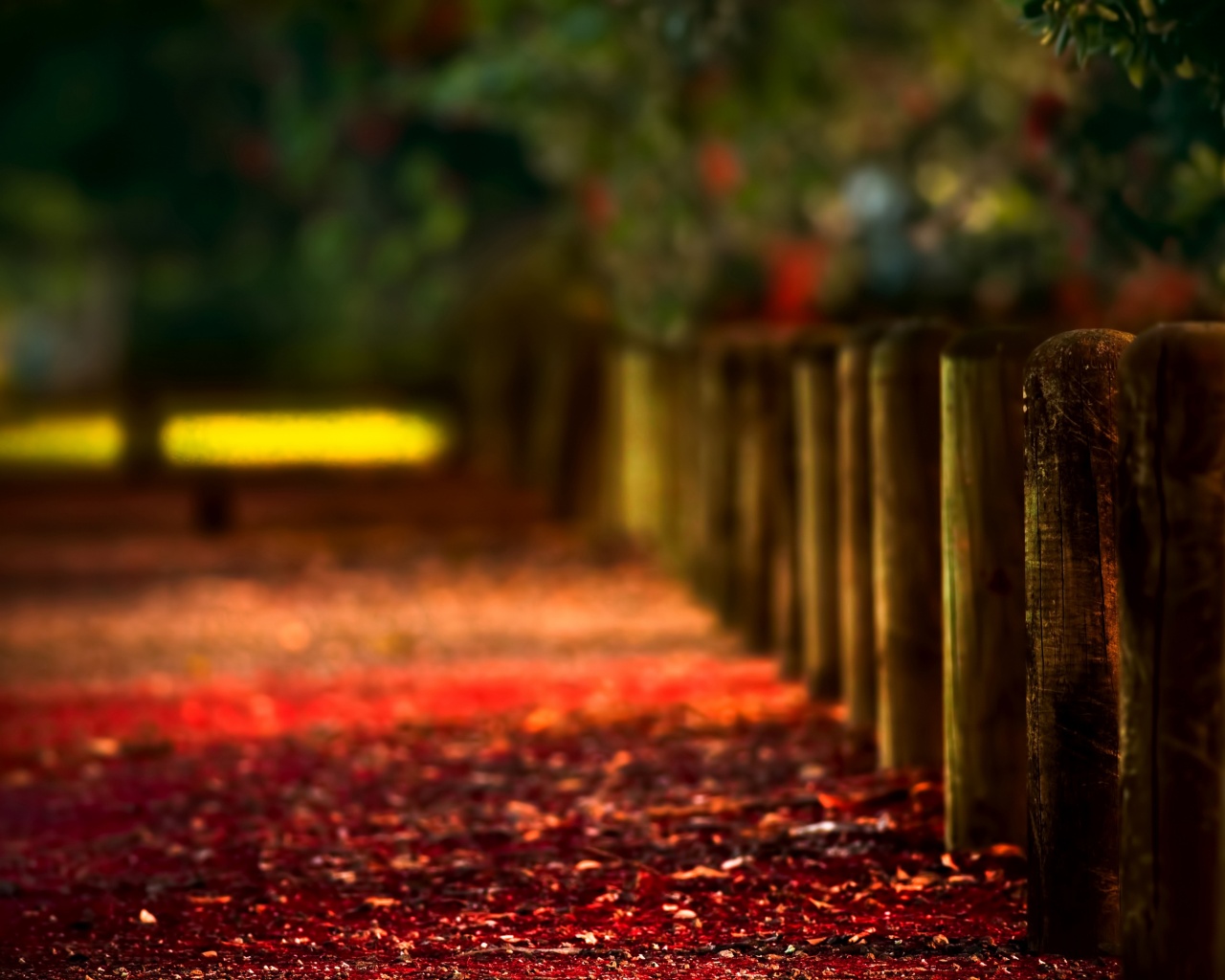 Аллея усеянная листвой обои