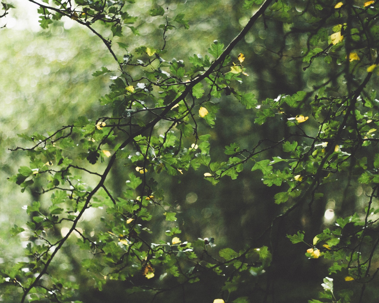 Дубовая зеленая листва обои