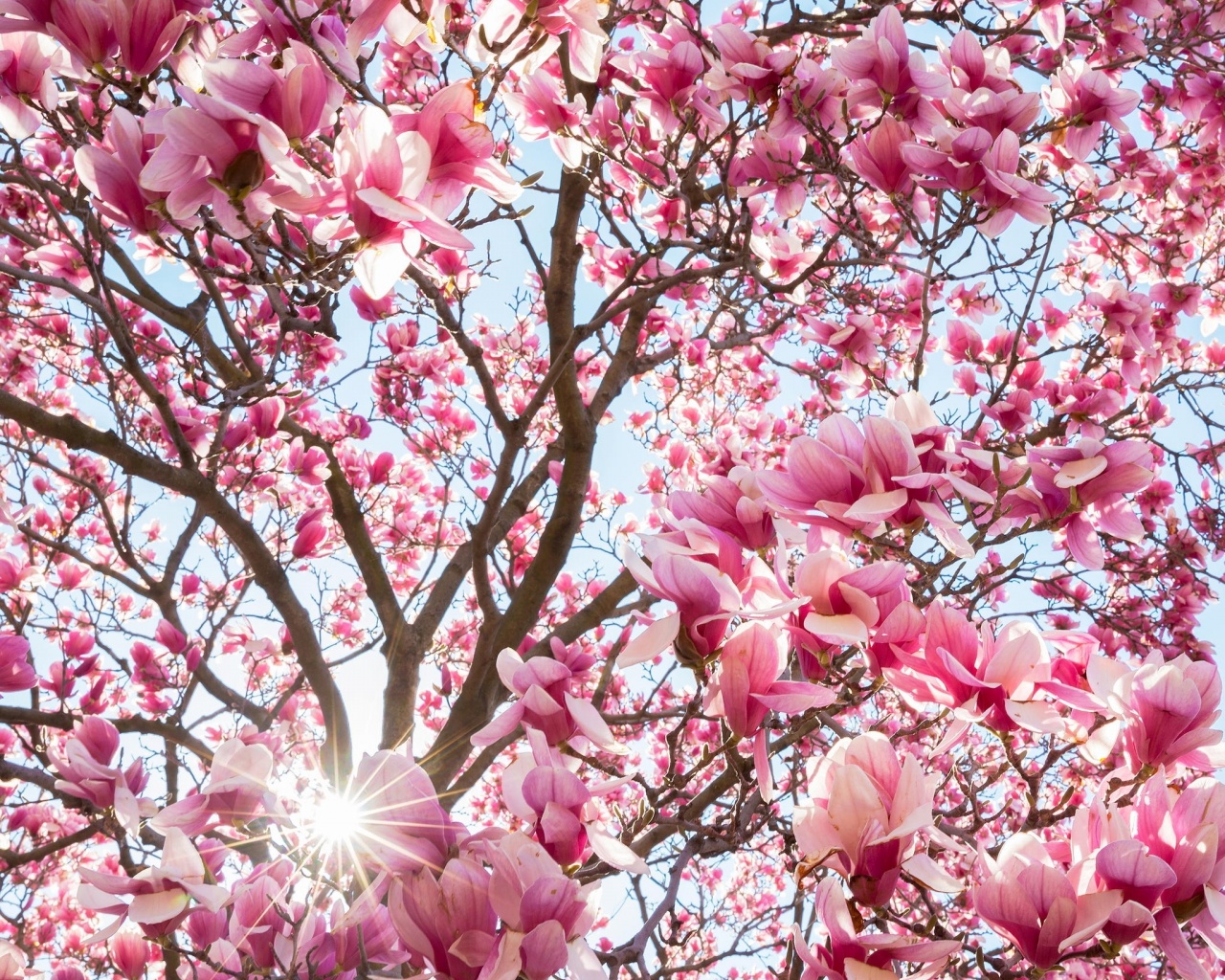 Магнолия обои