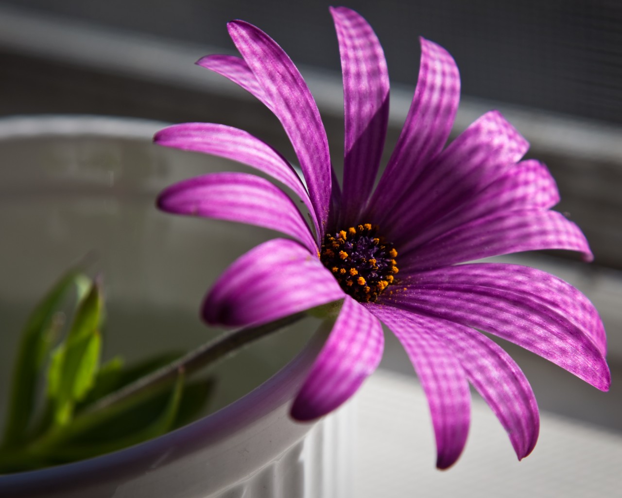 Сиреневый цветок в стакане обои