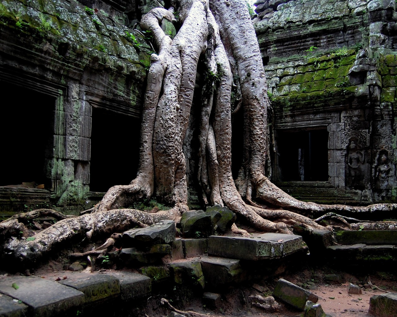 Мощные корни обои