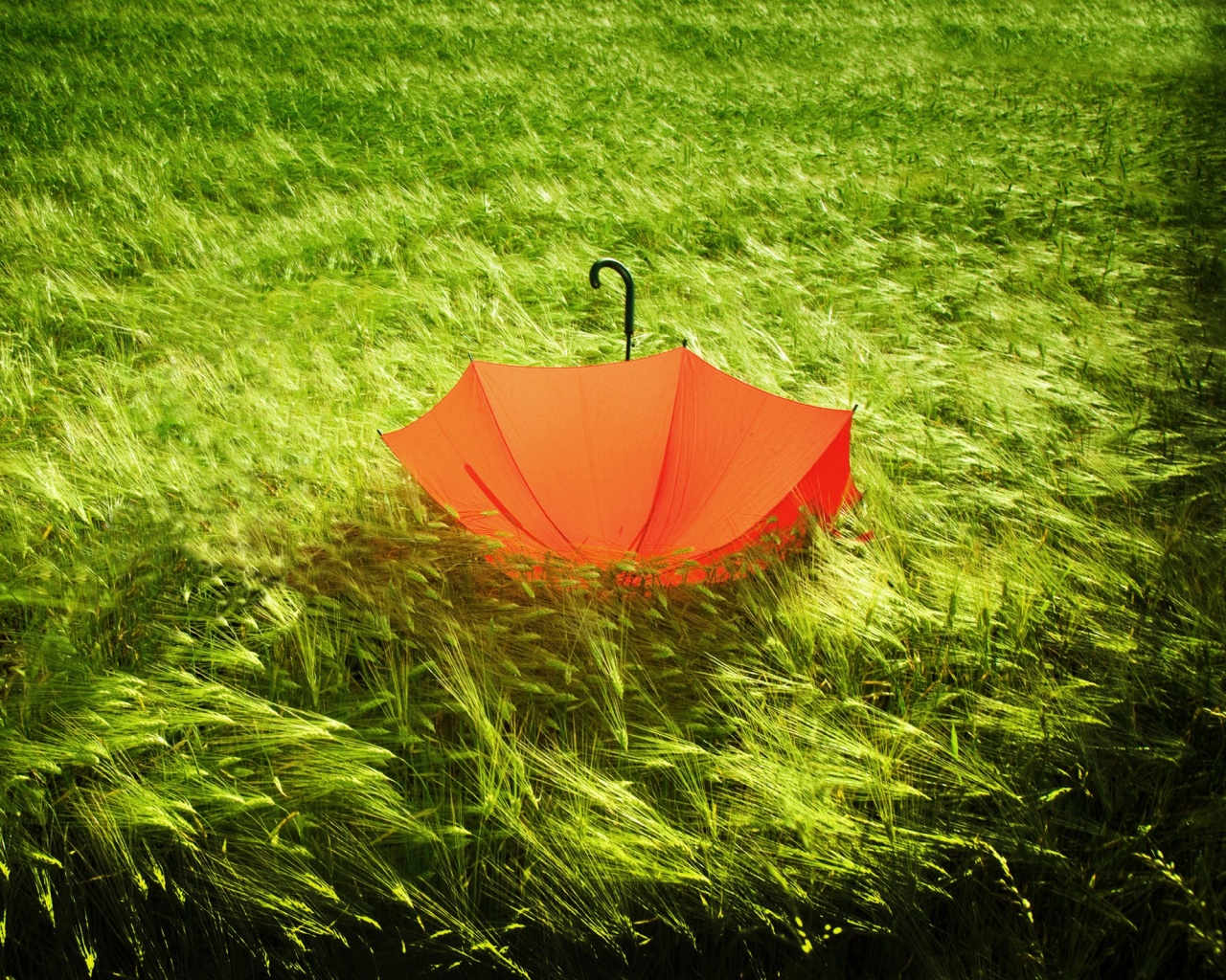 Зонт на траве обои