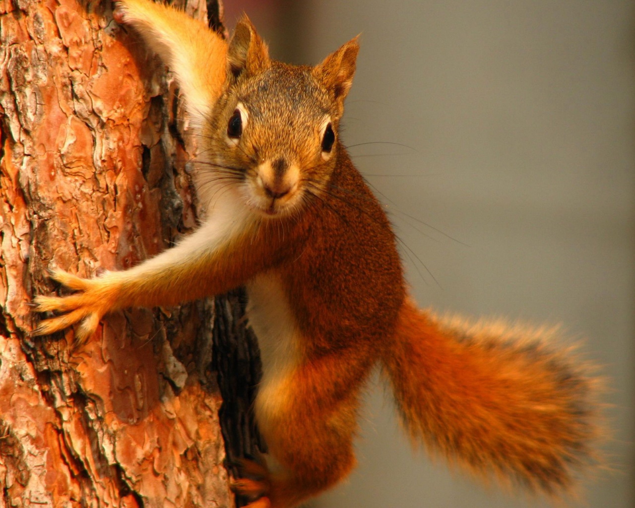 Белка на дереве обои