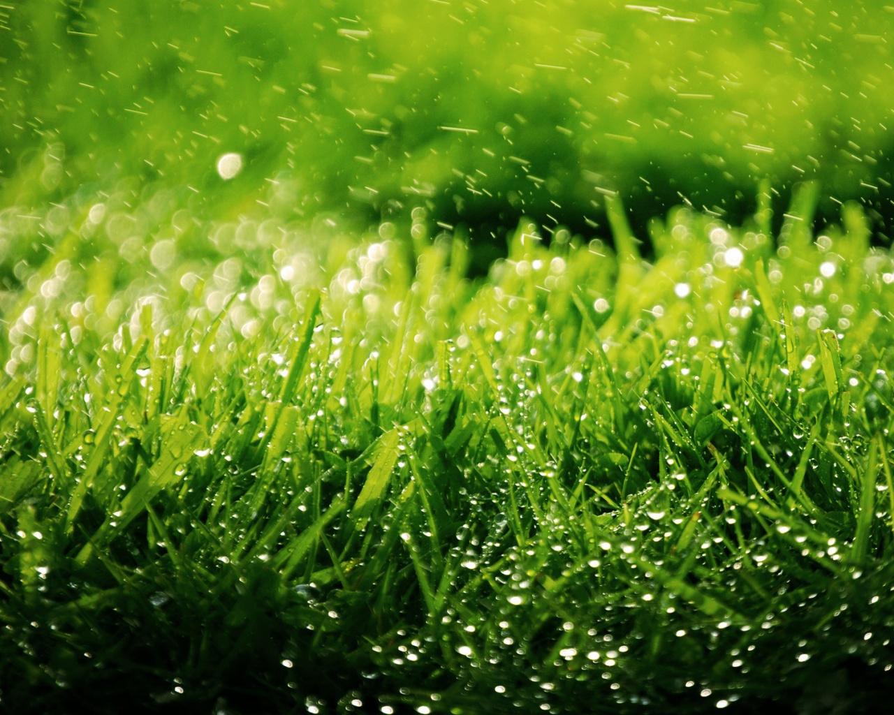 Роса на траве обои