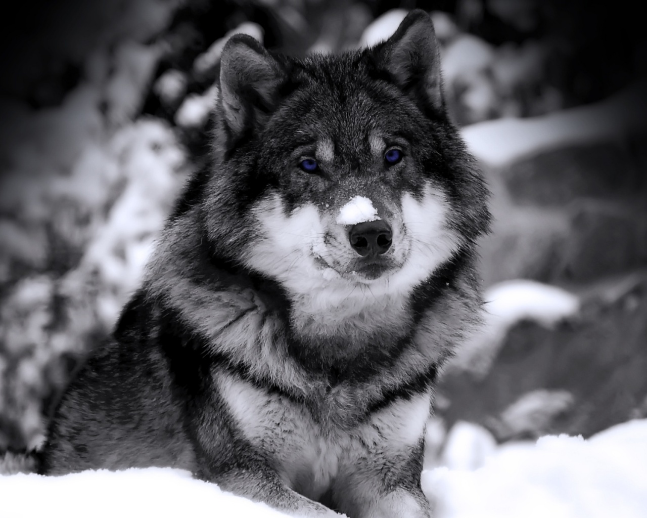 Волк с синими глазами обои