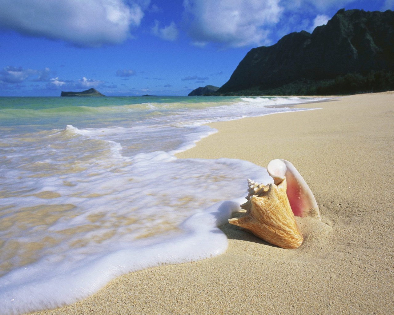 Морская раковина обои