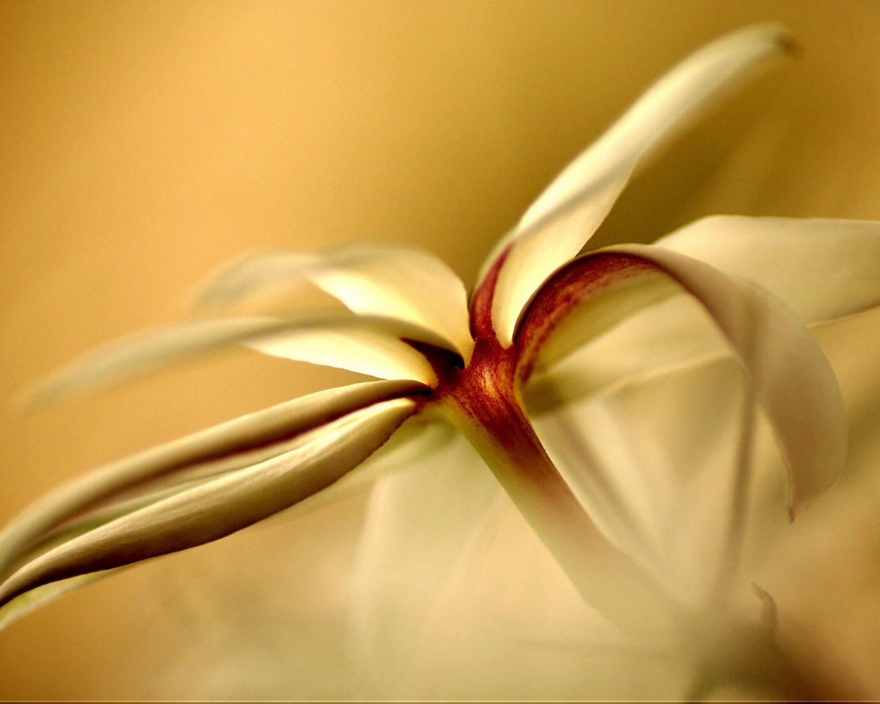 Цветок обои