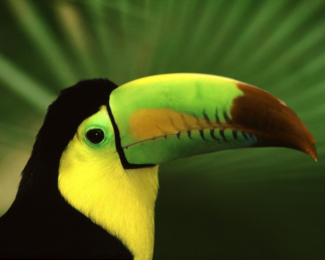 Грустный желтогрудый тукан обои