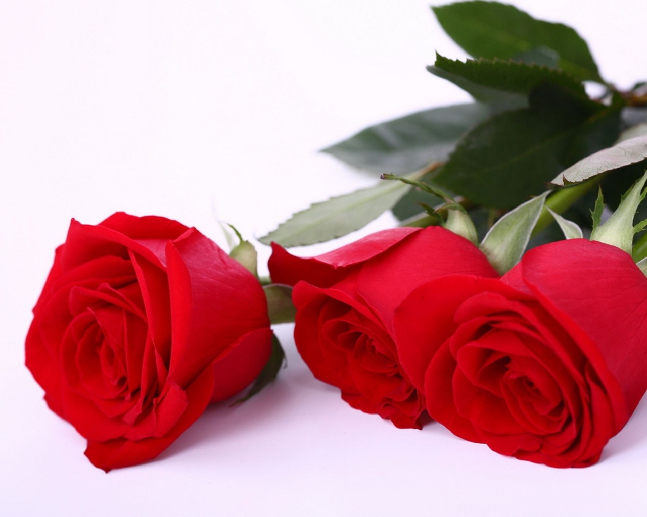 Красные розы обои