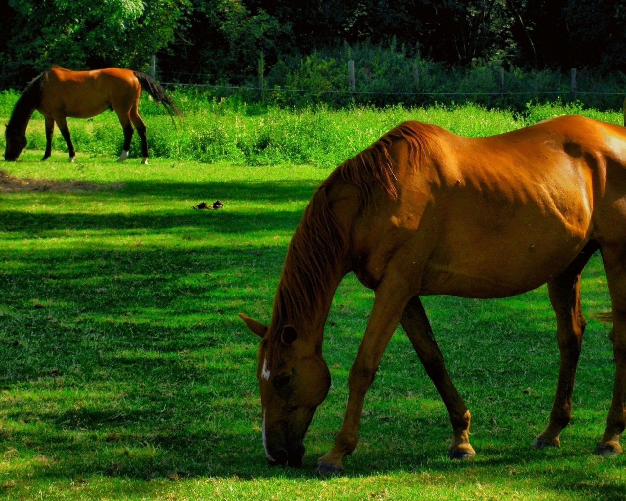 Лошади обои