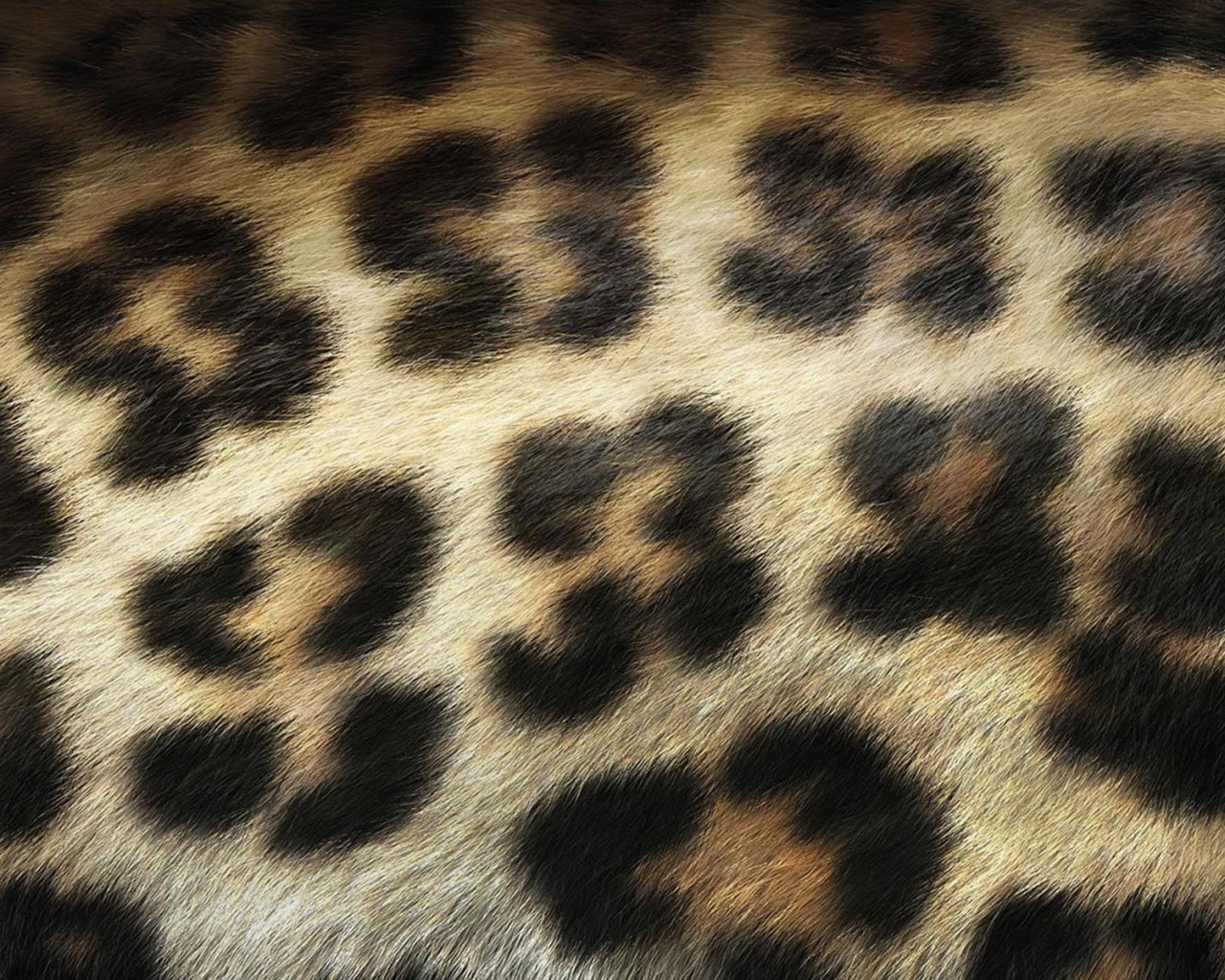 Шкура леопарда обои