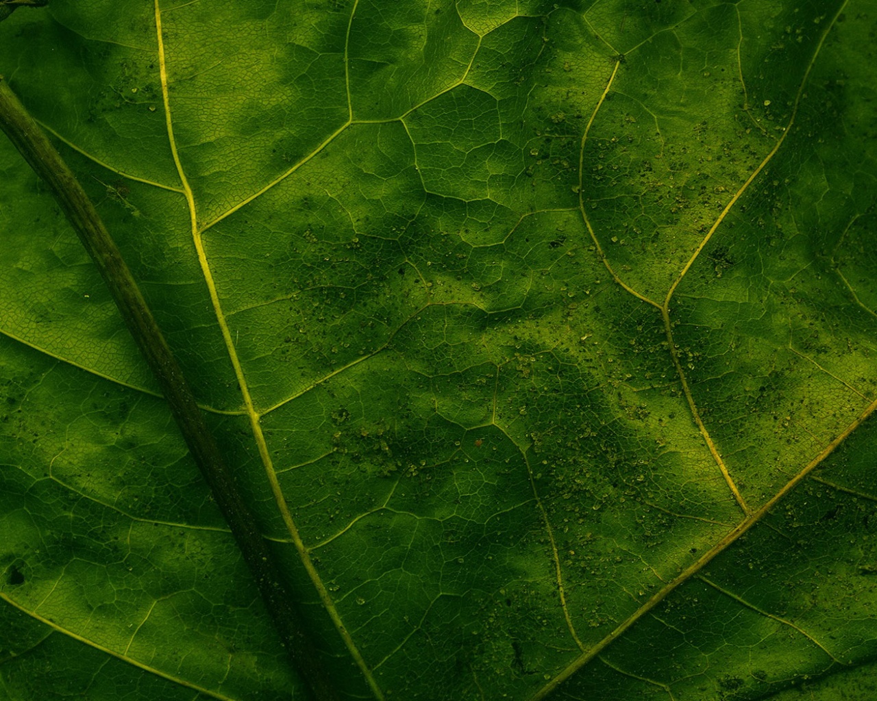 Макро зеленый лист обои