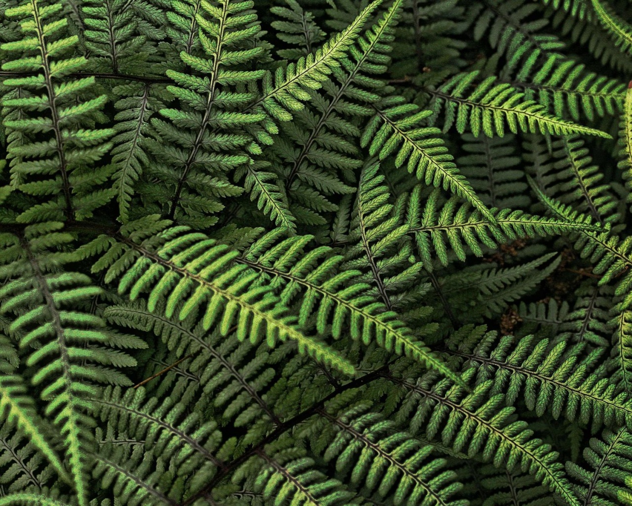 Папоротник обои