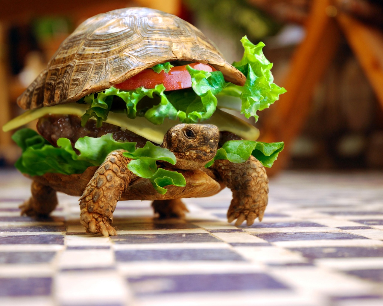 Черепахбургер обои