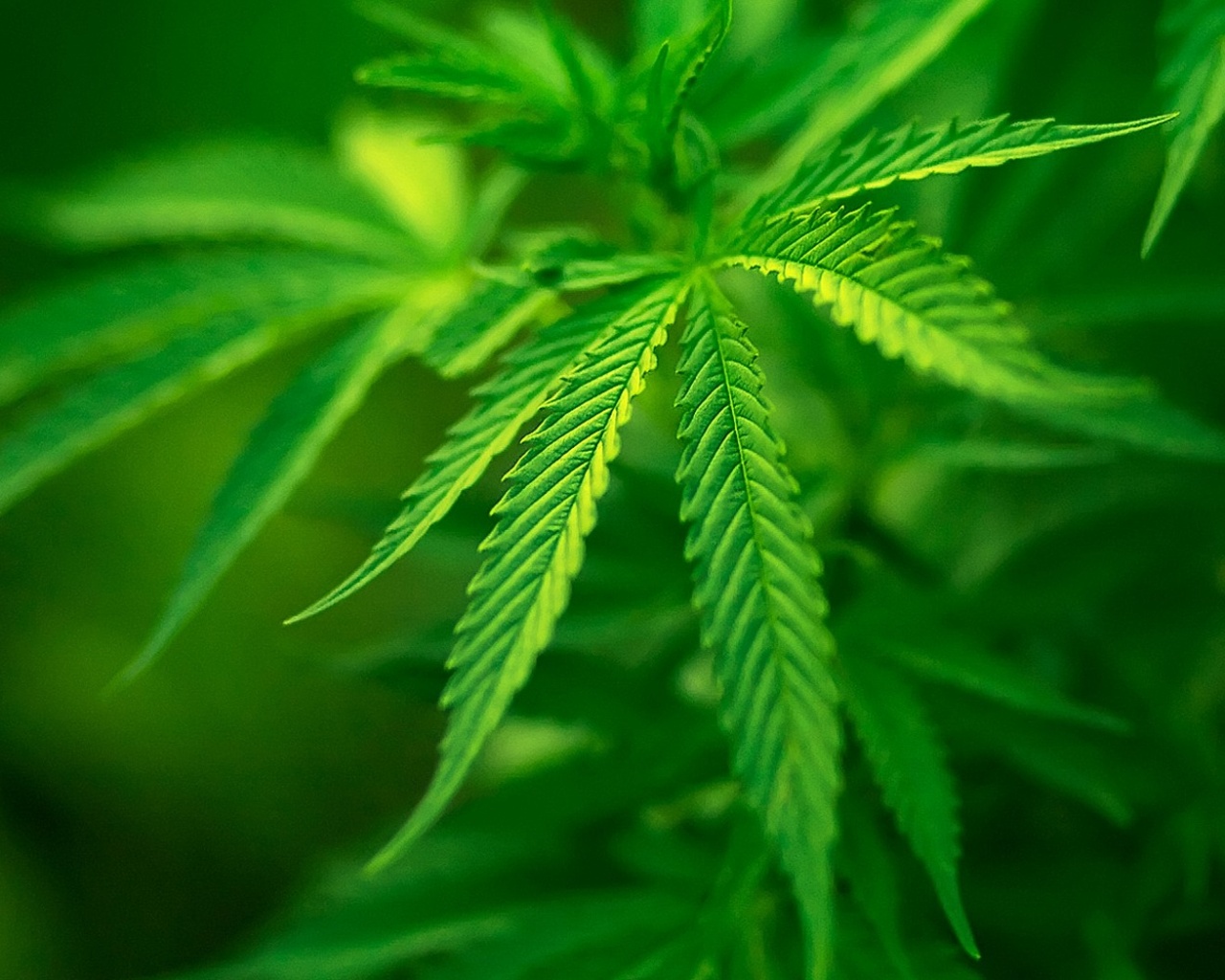 Марихуана обои