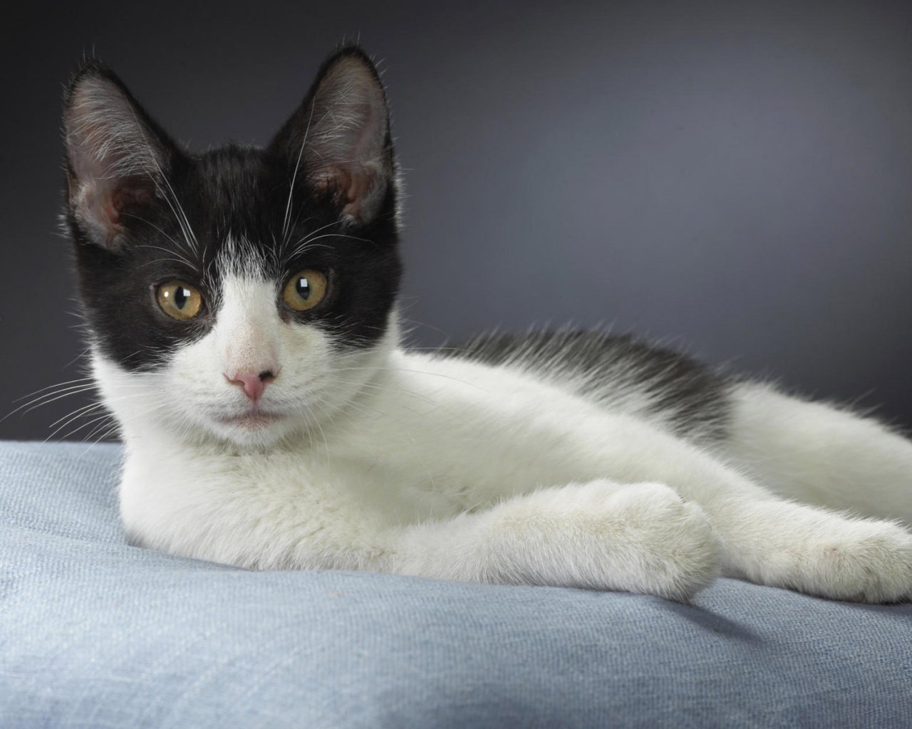 Кот на подушке обои