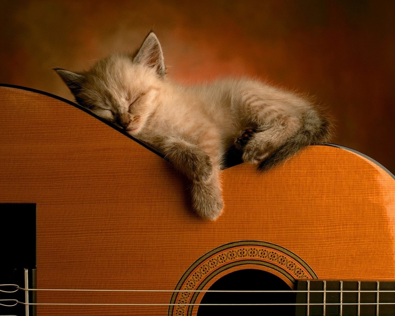 Котенок на гитаре обои