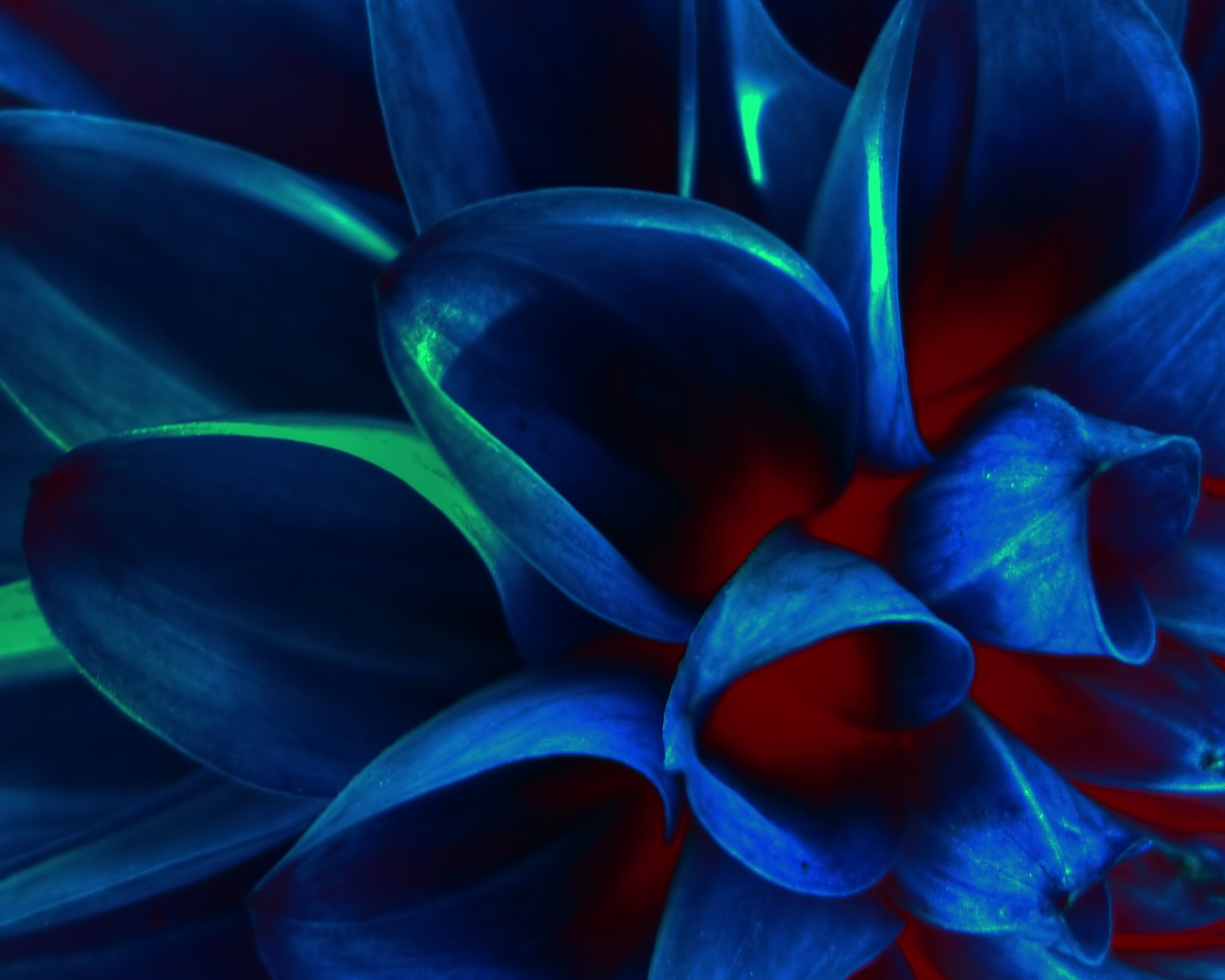 Лепестки обои