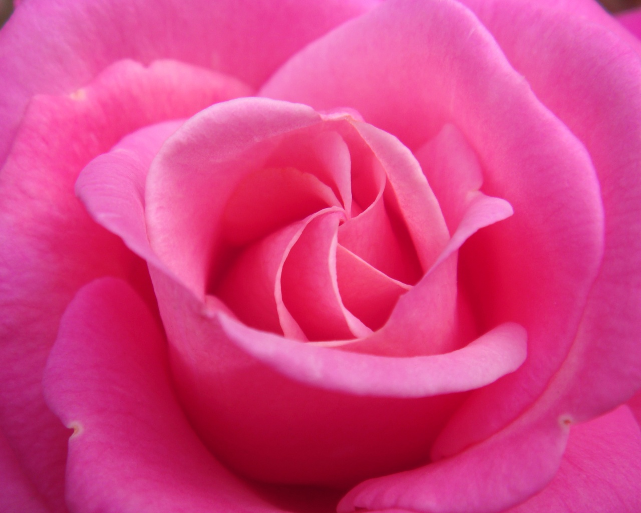 Идеальная роза обои