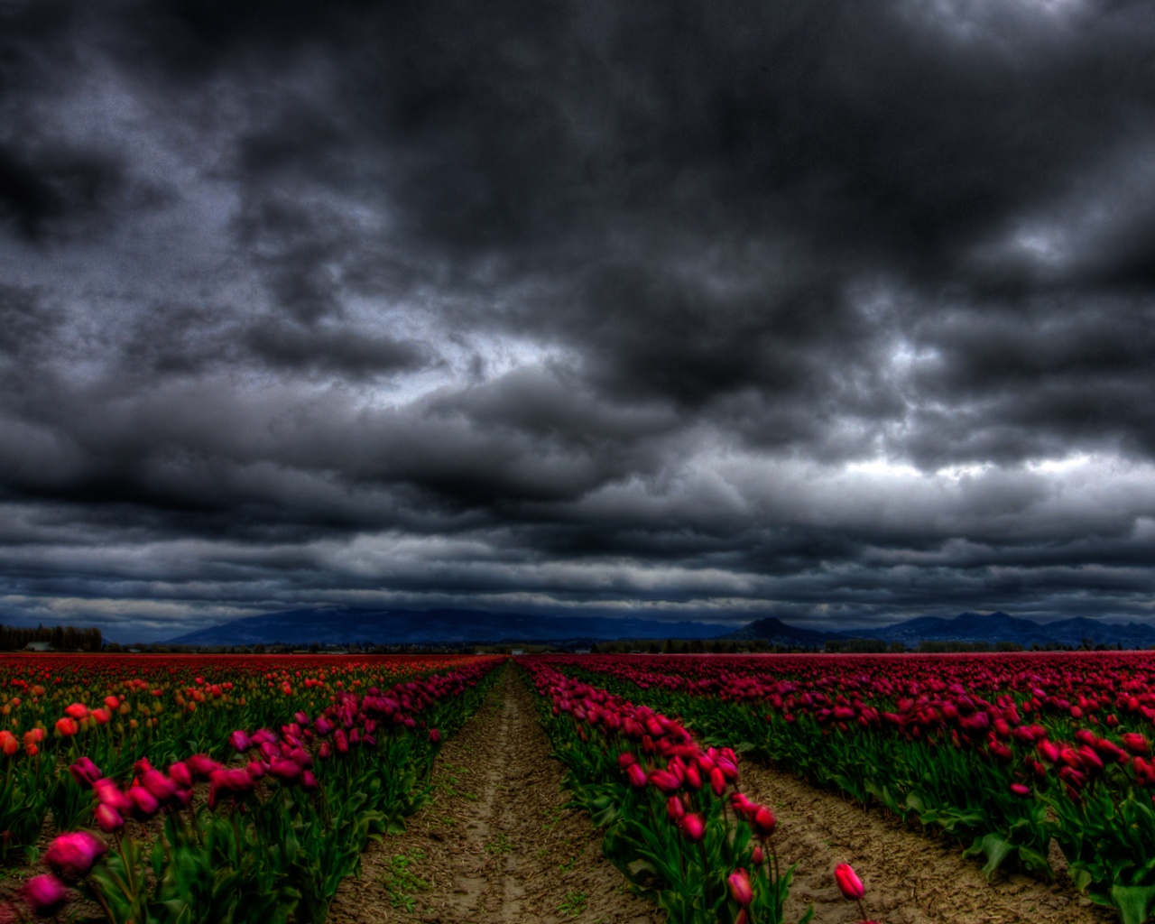 Цветочное поле под грозовым небом обои